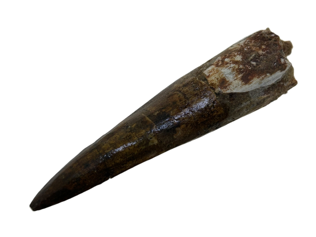 Spinosaurus Tooth.