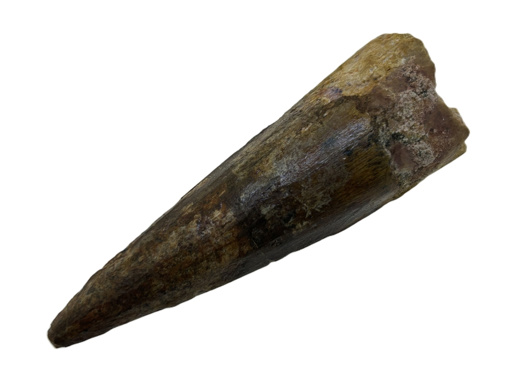 Spinosaurus Tooth.