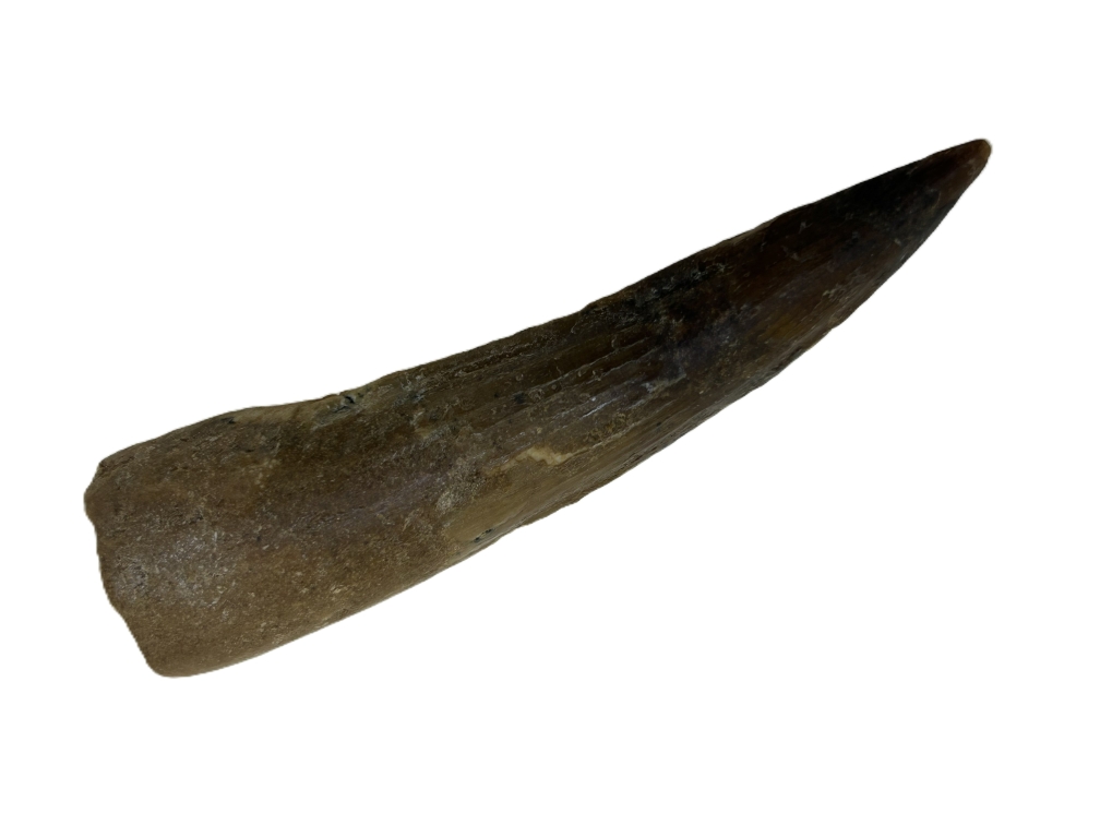 Spinosaurus Tooth.