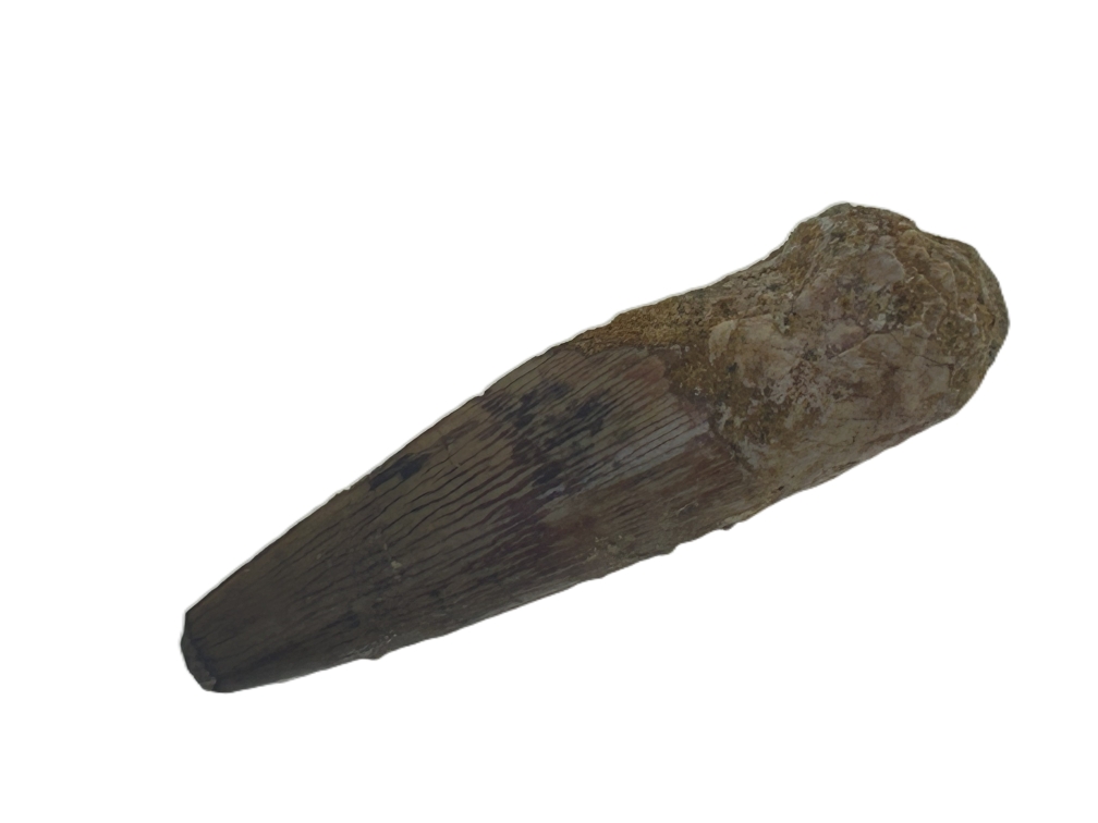 Spinosaurus Tooth.