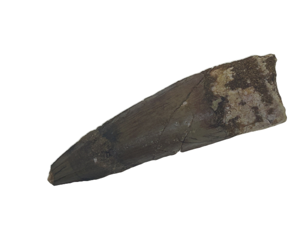 Spinosaurus Tooth.