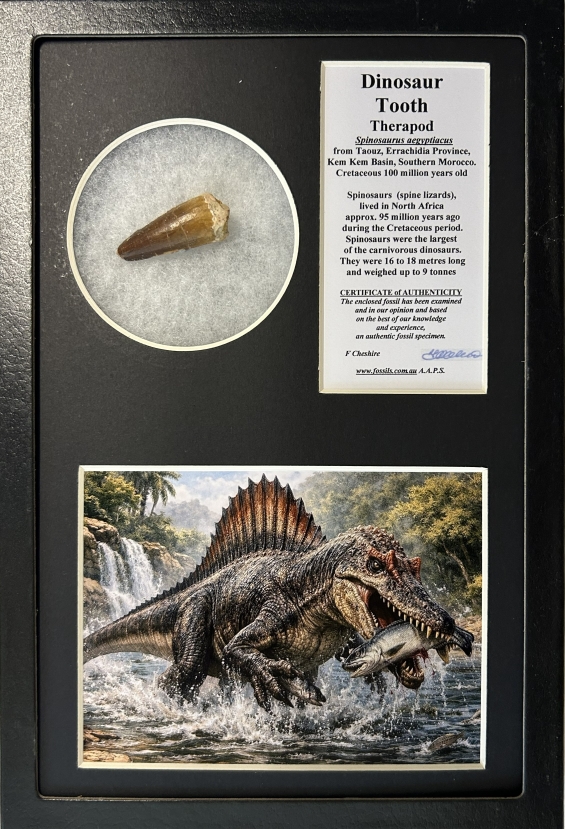 Boxed Spinosaur tooth.