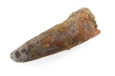 Spinosaurus Tooth.