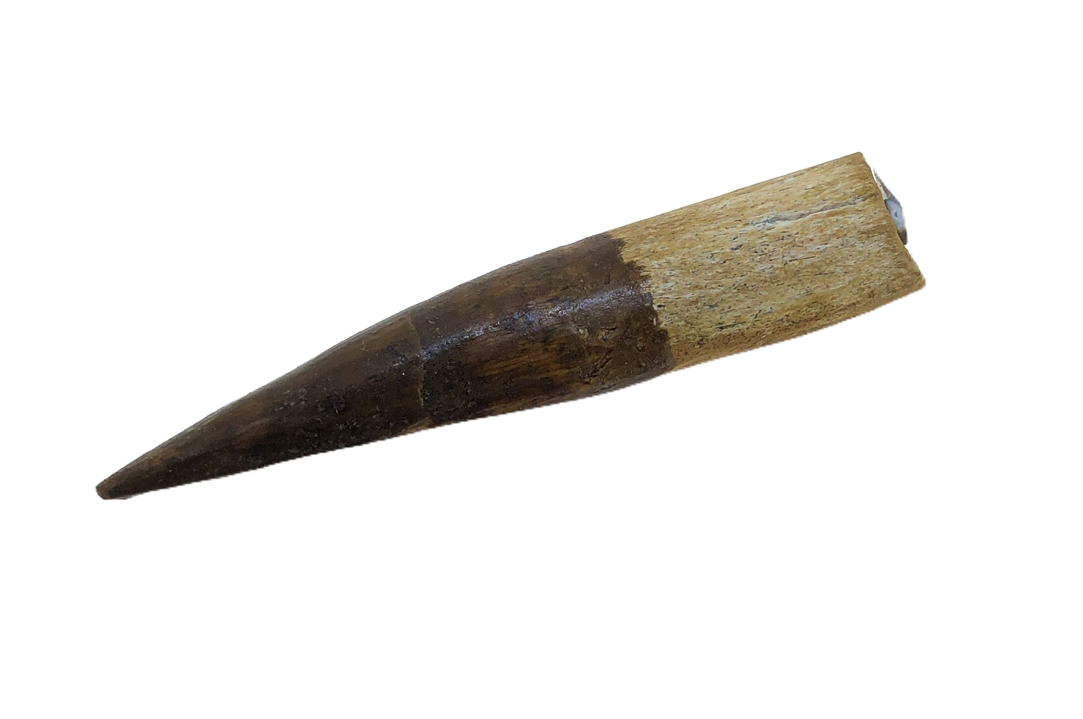 Spinosaurus Tooth.
