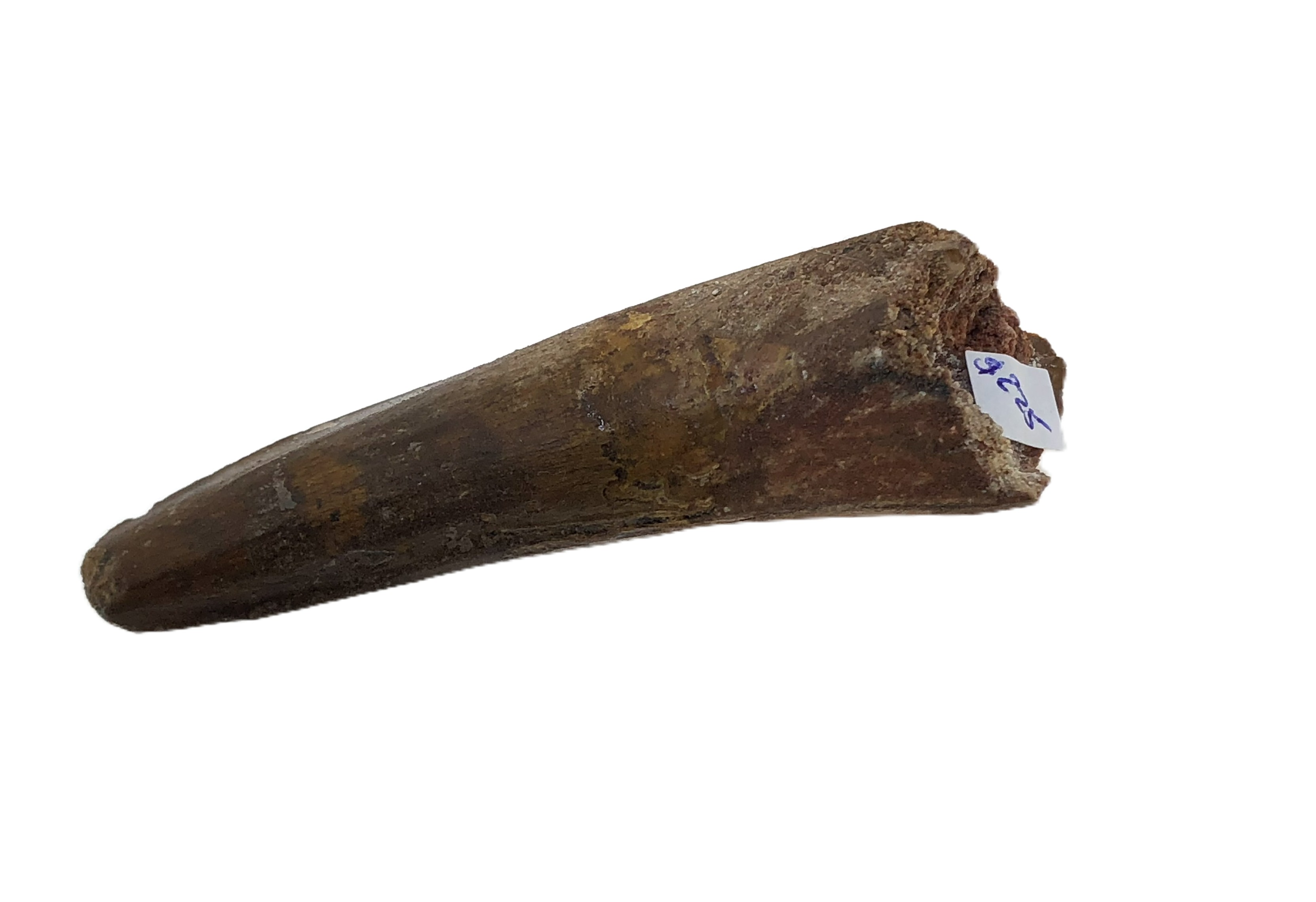Spinosaurus Tooth.