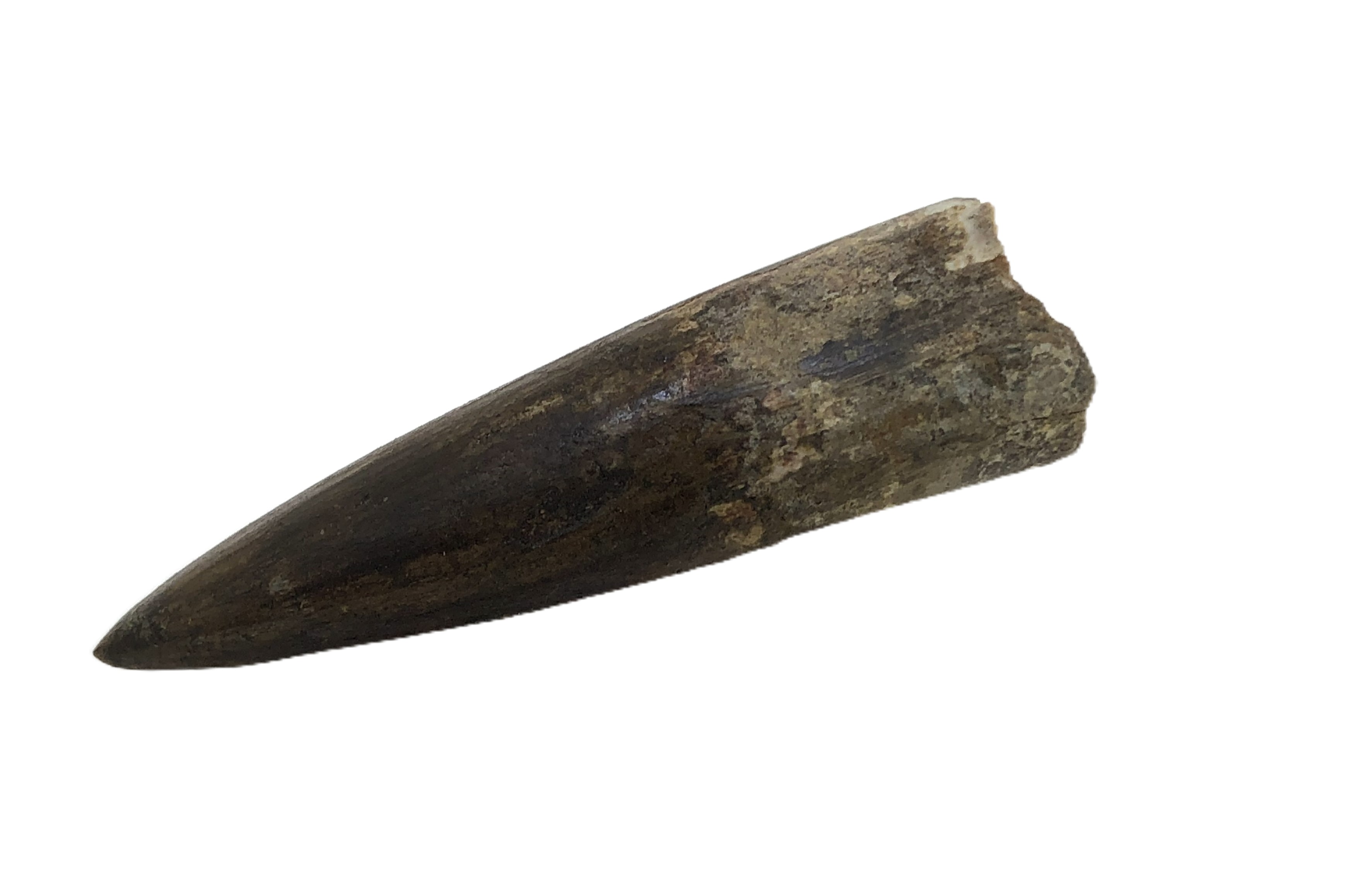 Spinosaurus Tooth.
