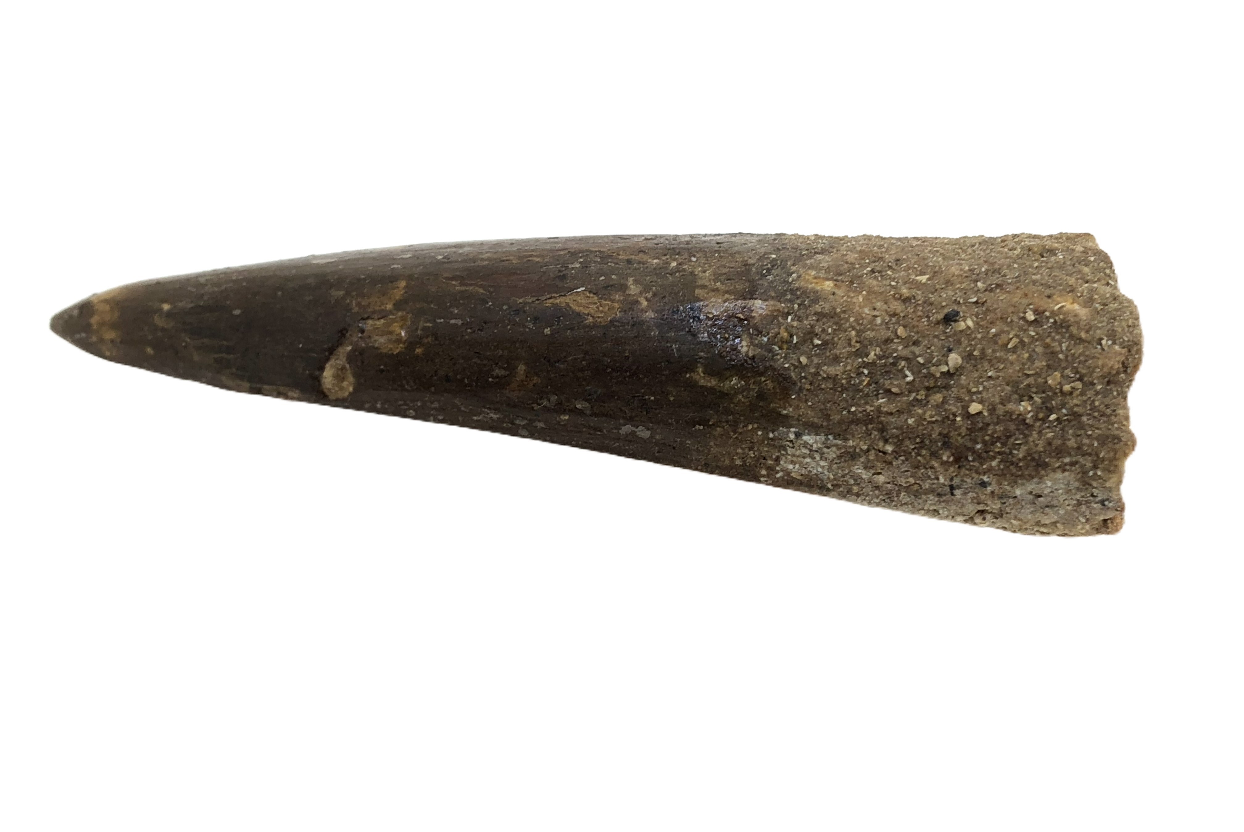 Spinosaurus Tooth.