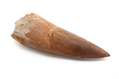 Spinosaurus Tooth.