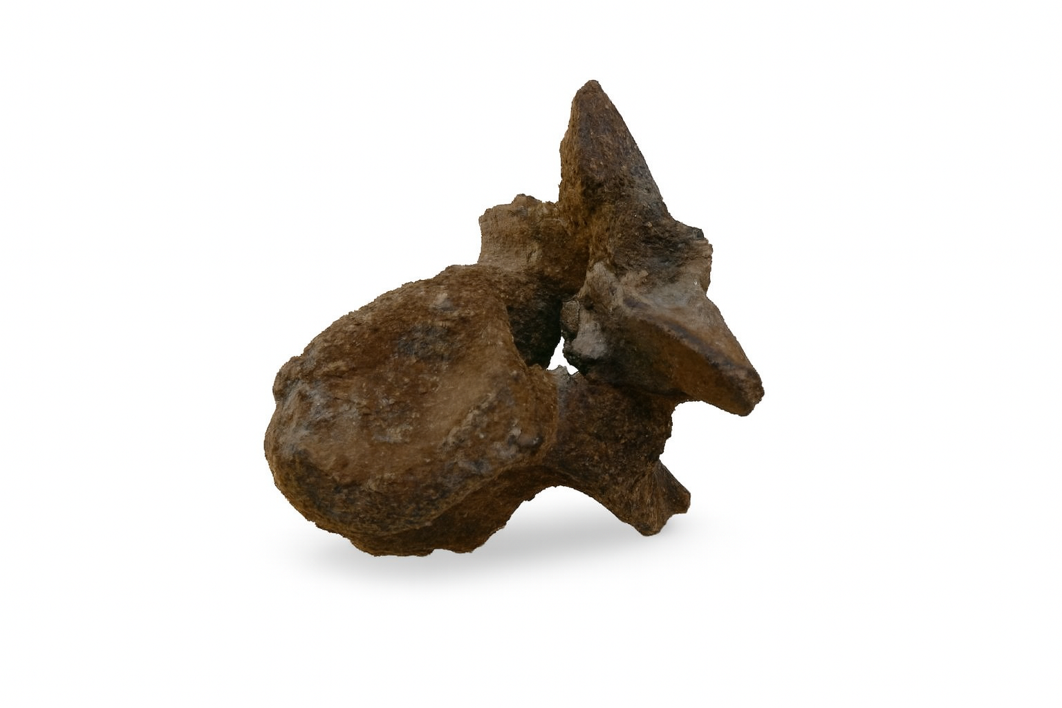 Spinosaurus Bone.