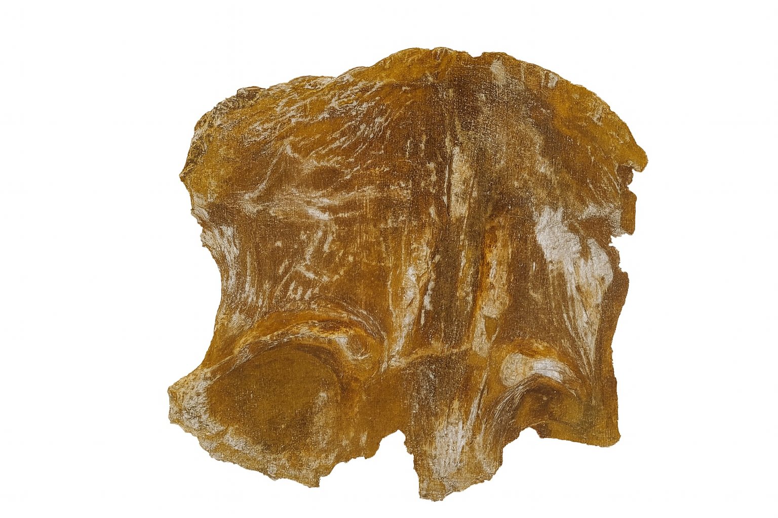 Spinosaurus Bone.