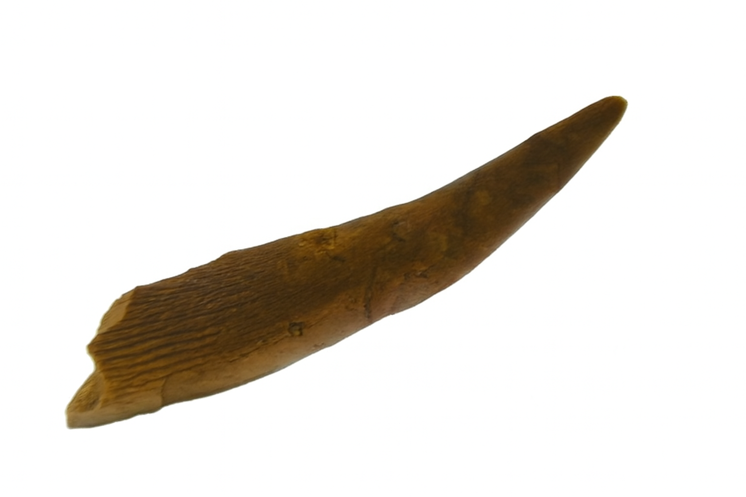 Siroccopteryx moroccensis Tooth.