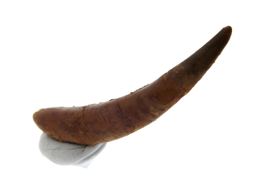 Siroccopteryx Tooth