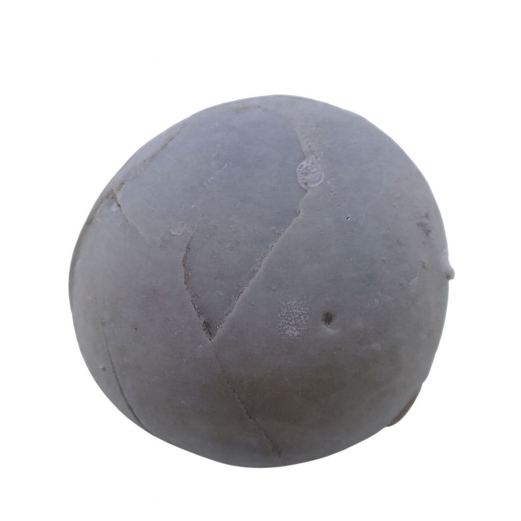 Echinocorys scutata.