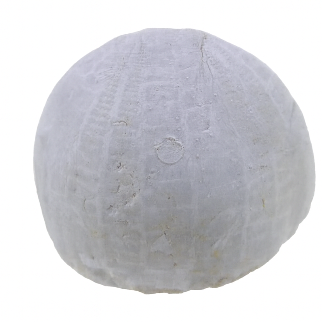 Echinocorys scutata.