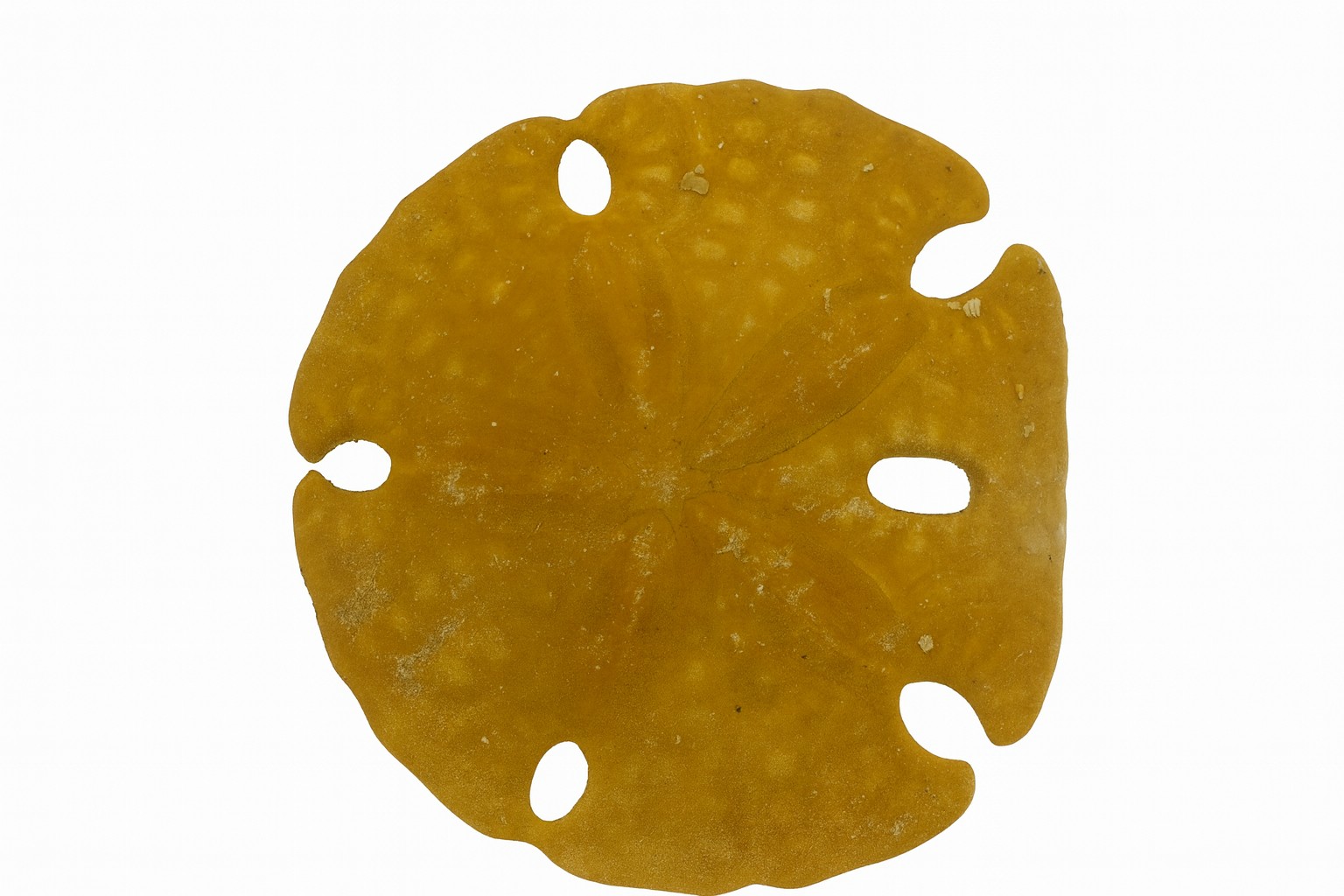 Echinoids