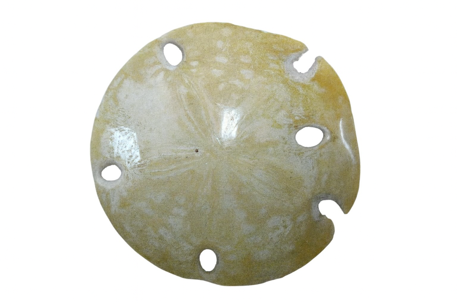 Encope californicus.