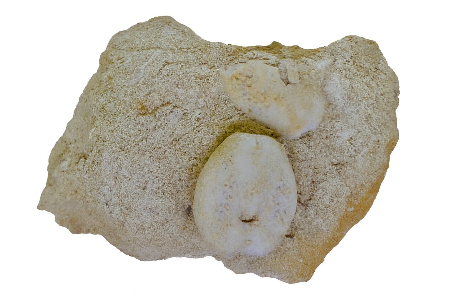 Lovenia forbesi.