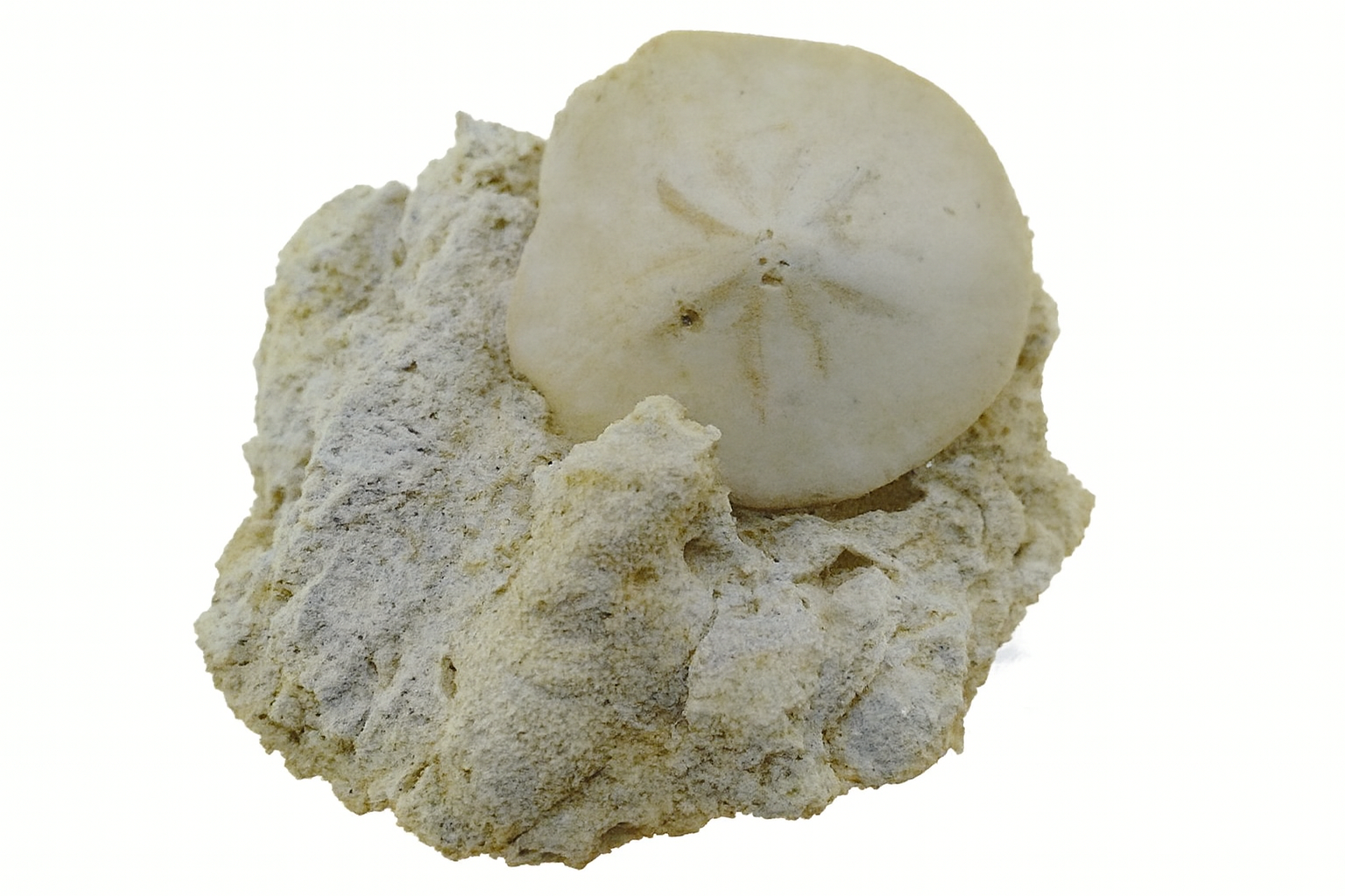 Monostychia australis