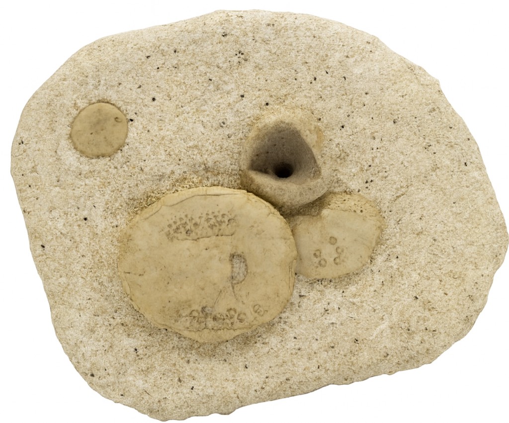 Lovenia bagheerae.