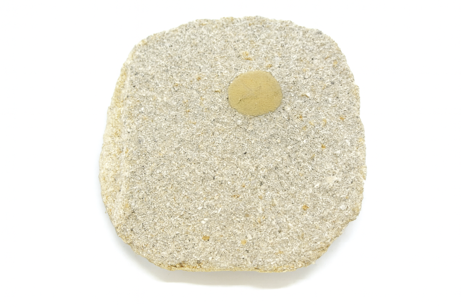 Orbispala occultoforma.