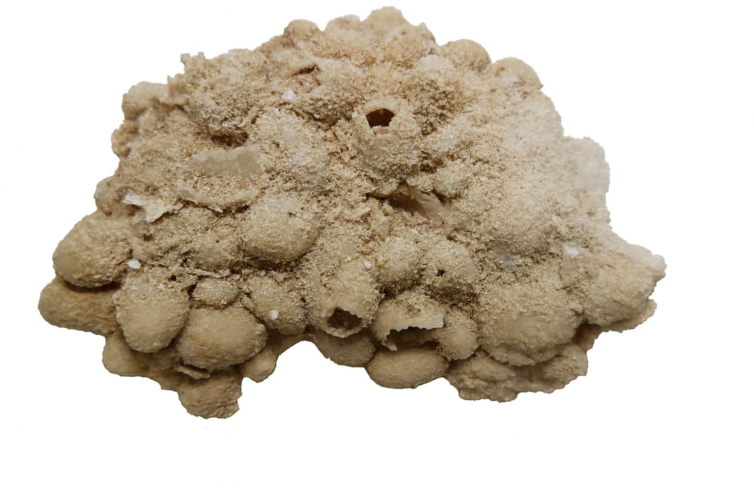 Fibularia gregata.
