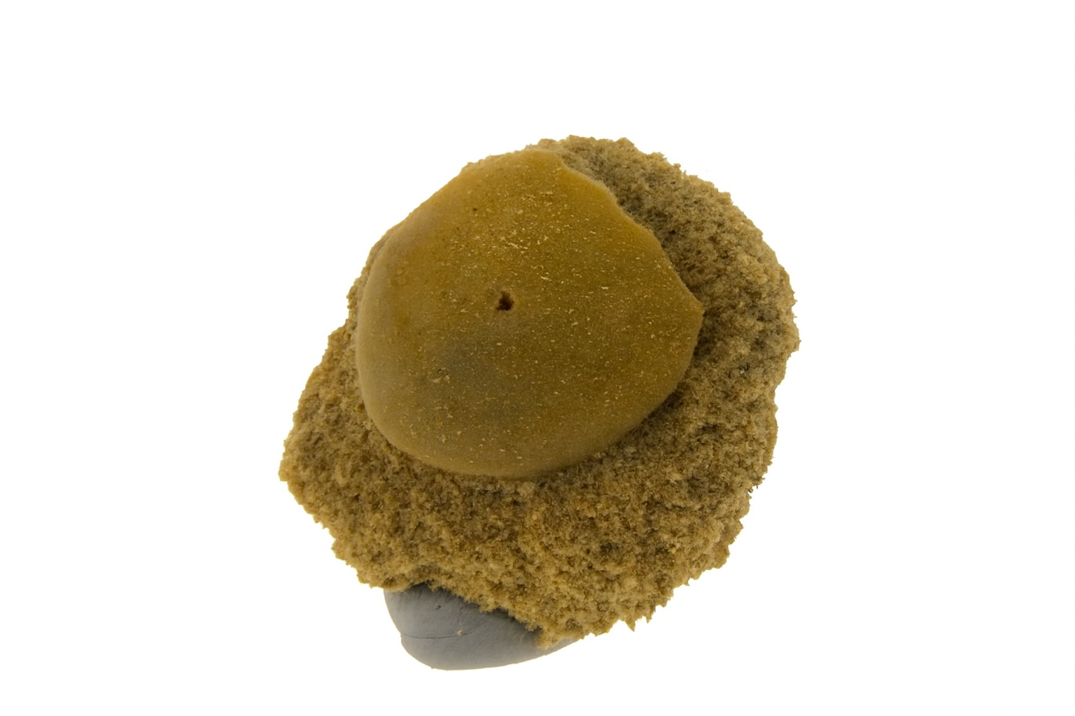 Monostychia australis.