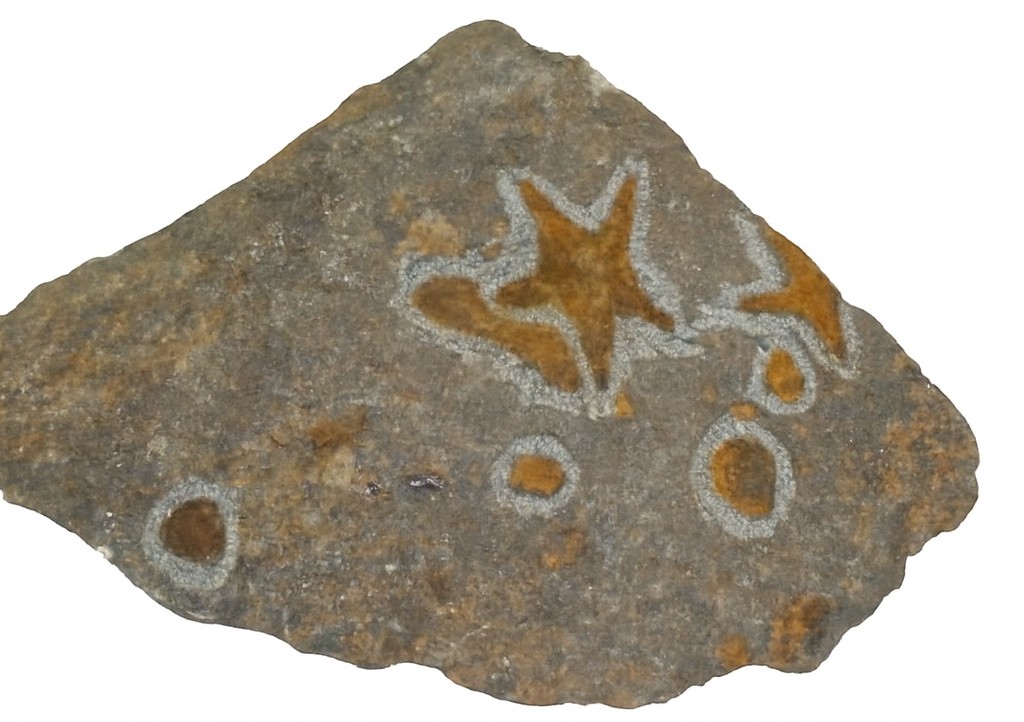 Starfish