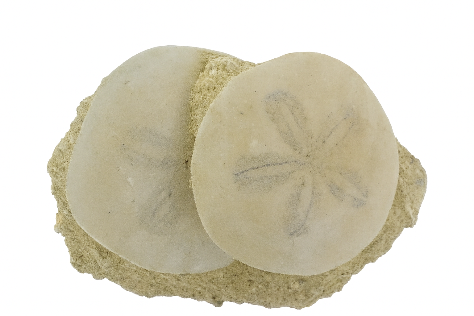 Scutella leognanensis