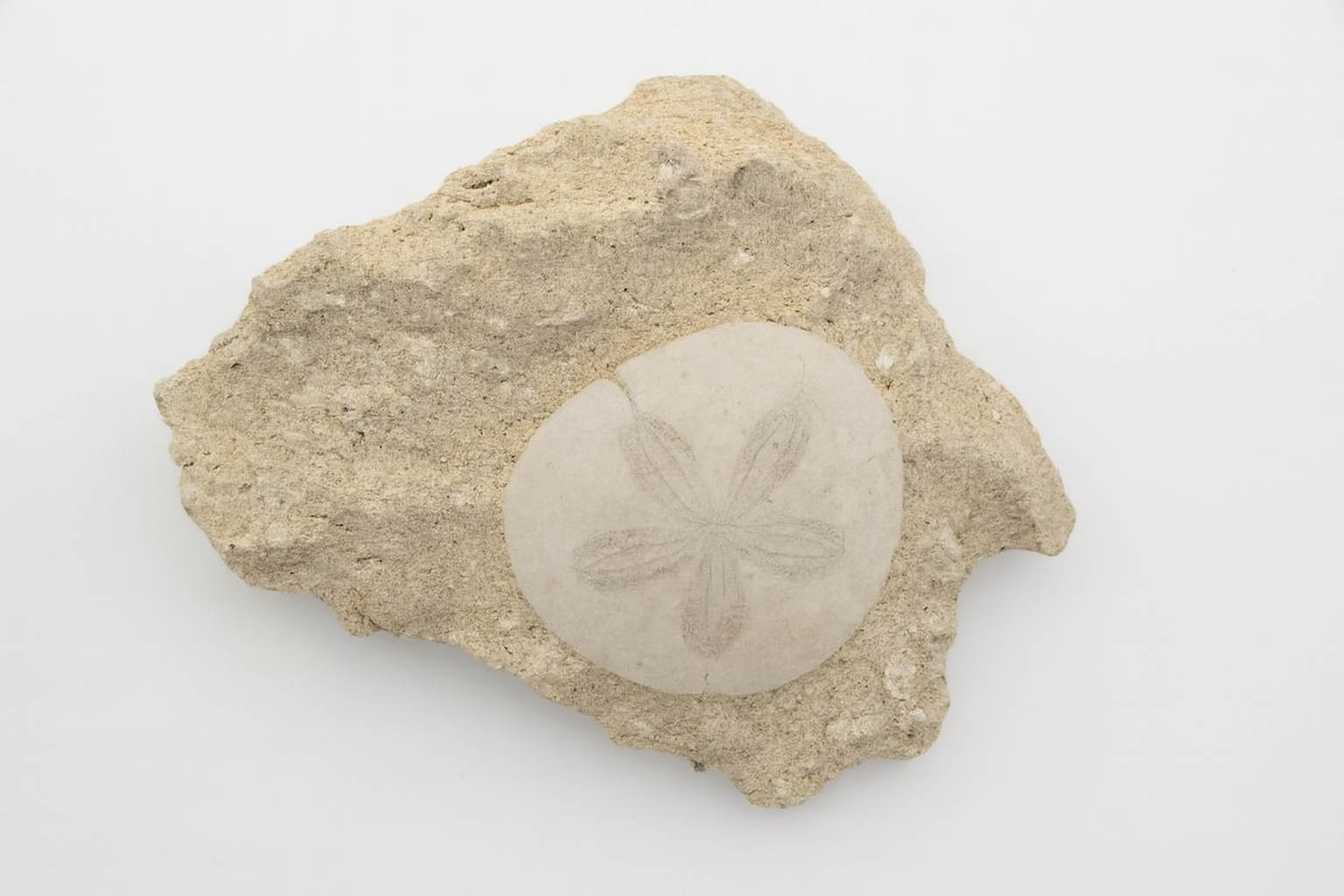 Scutella leognanensis