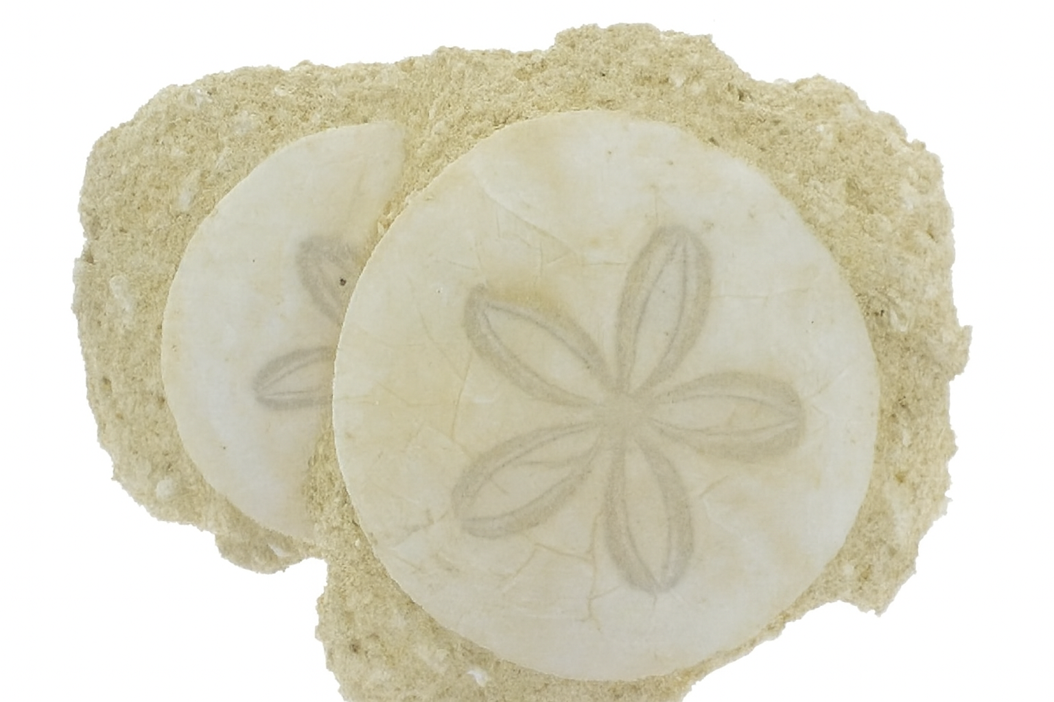 Scutella leognanensis