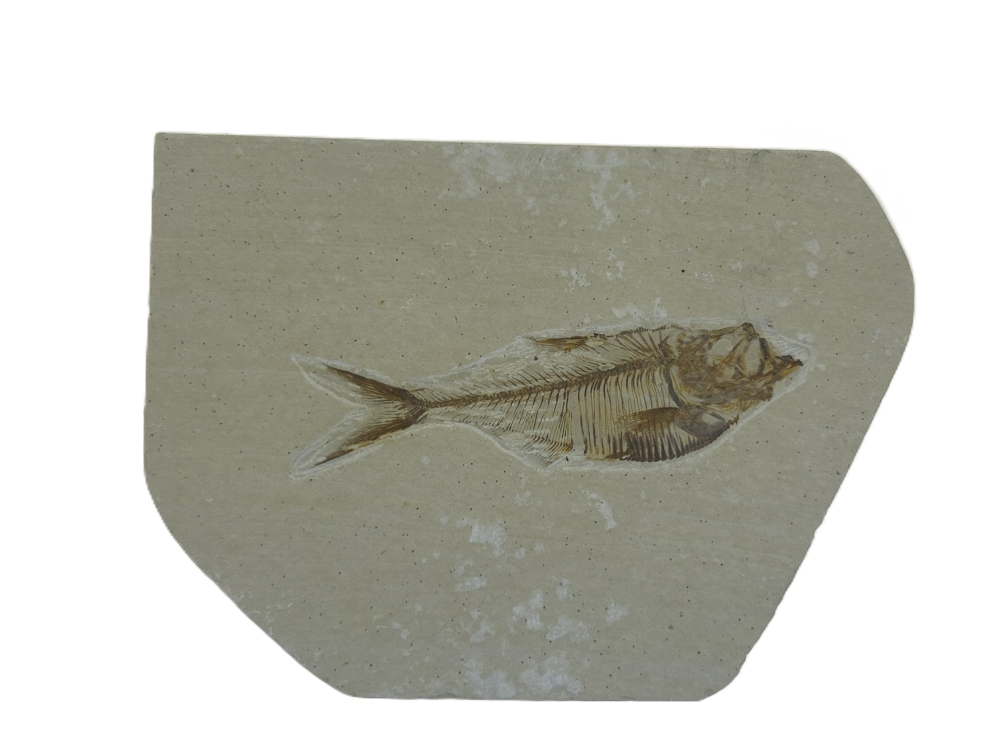 Diplomystus.