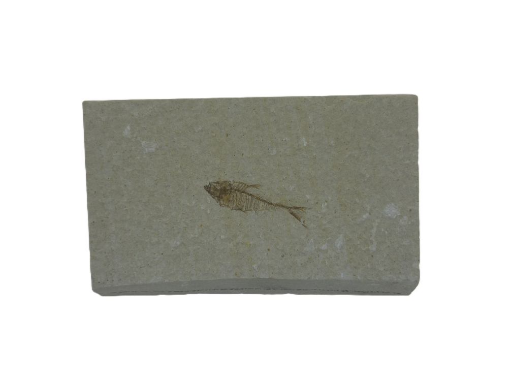 Diplomystus.