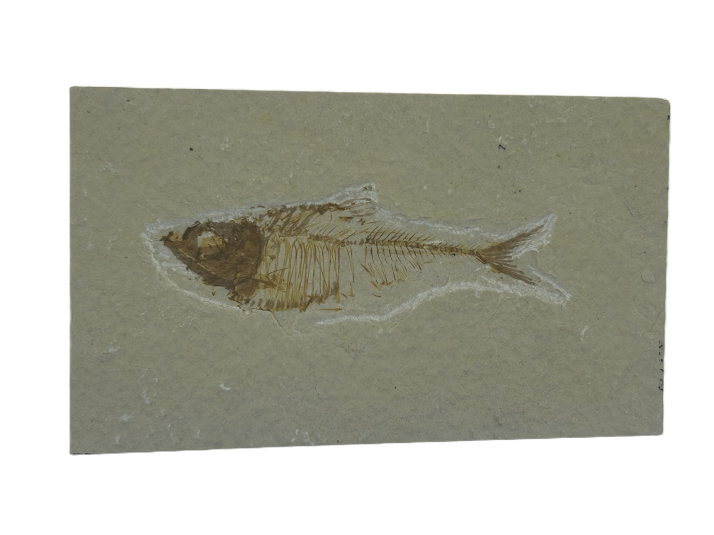 Diplomystus.