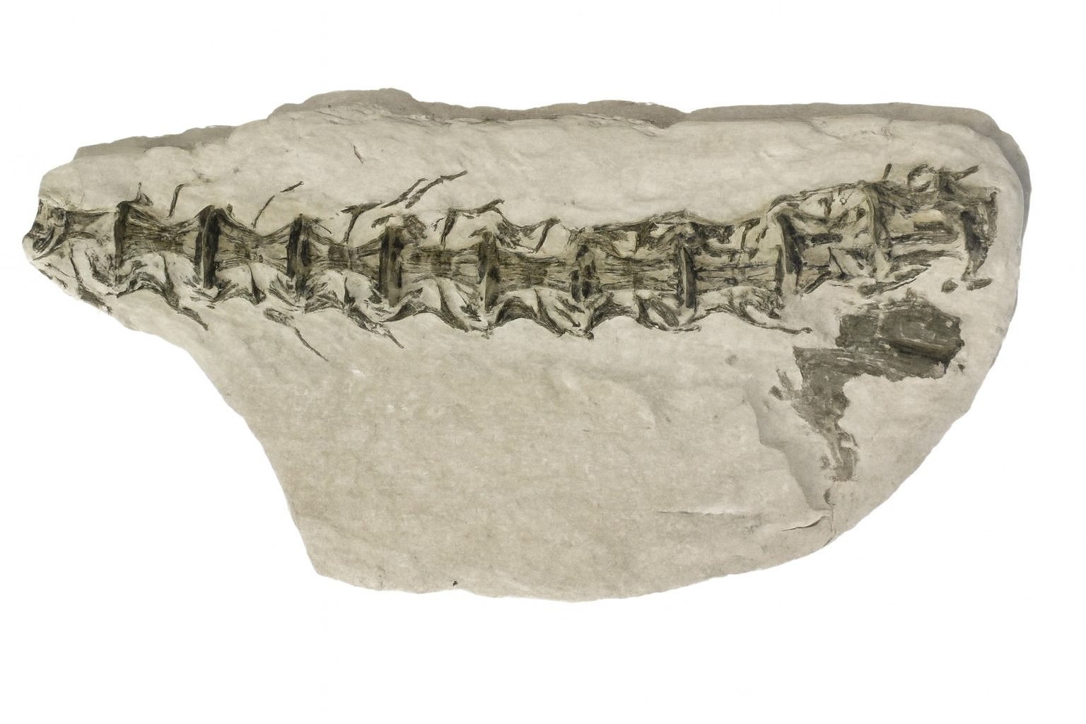 Cimolichthys