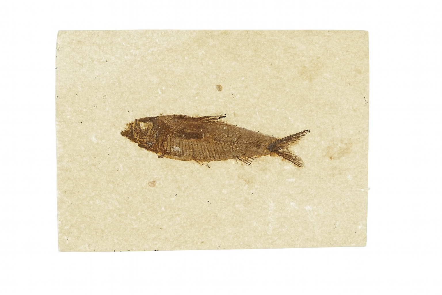 Knightia eoceana