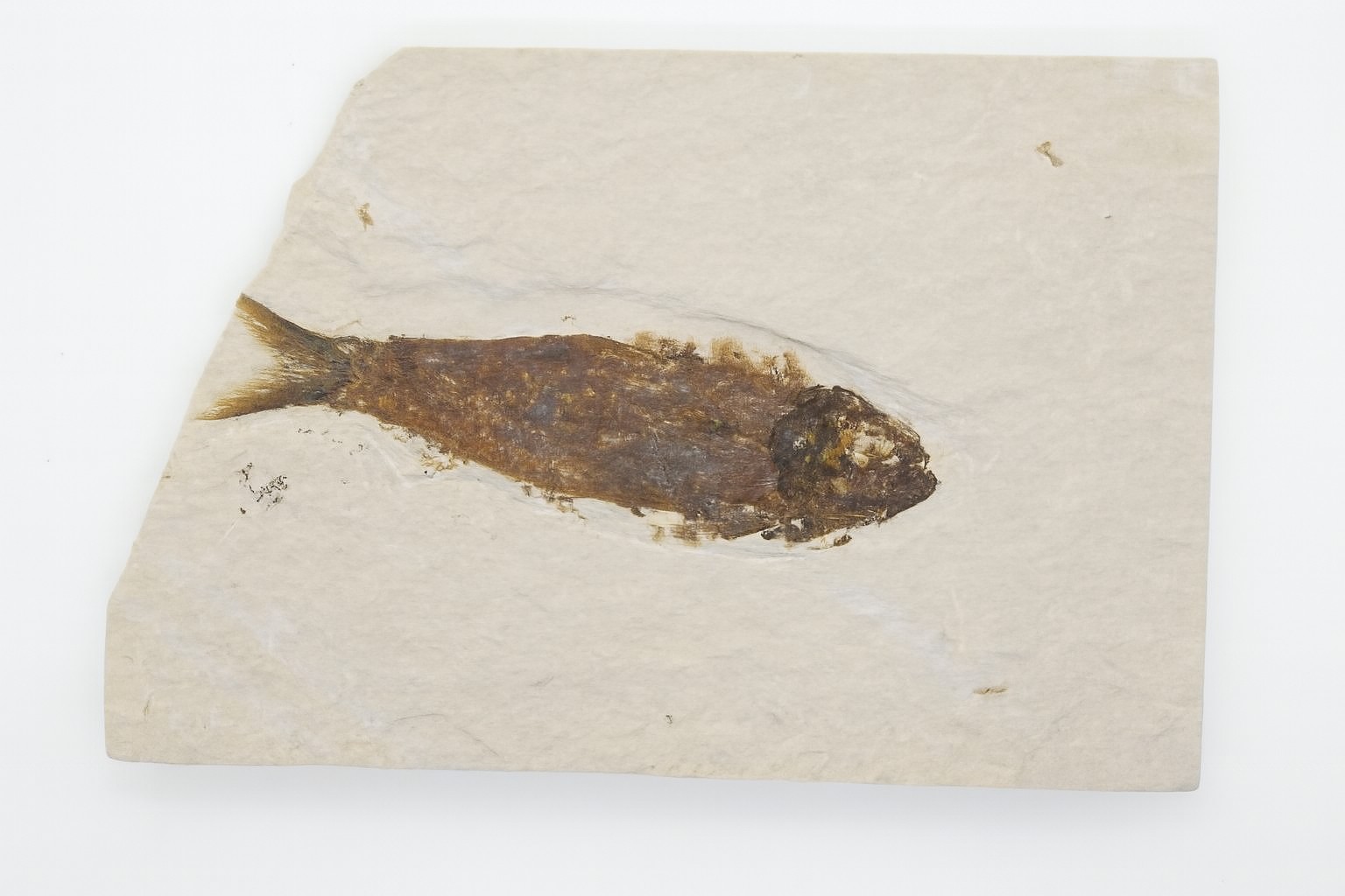 Knightia eoceana.