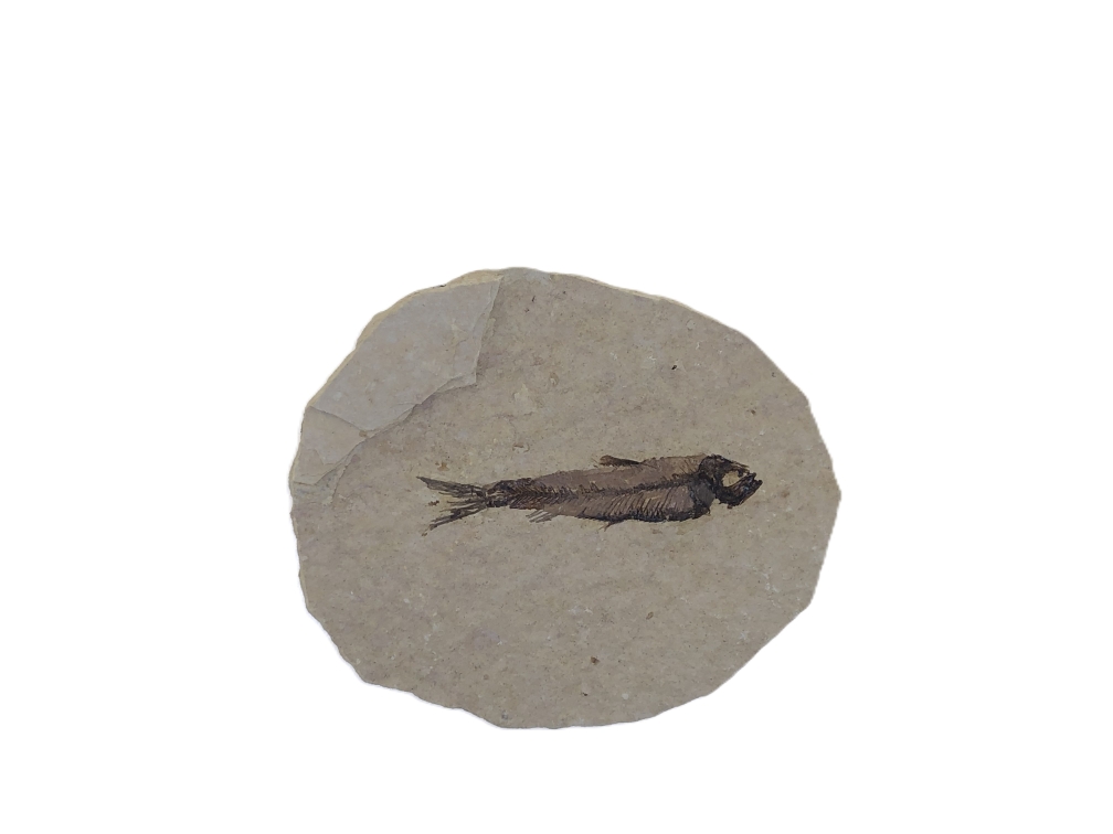 Knightia eoceana.