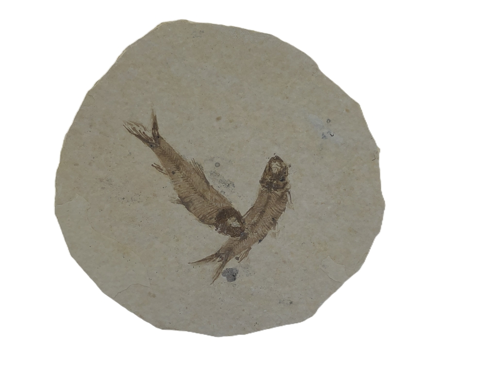2 Knightia eoceana.