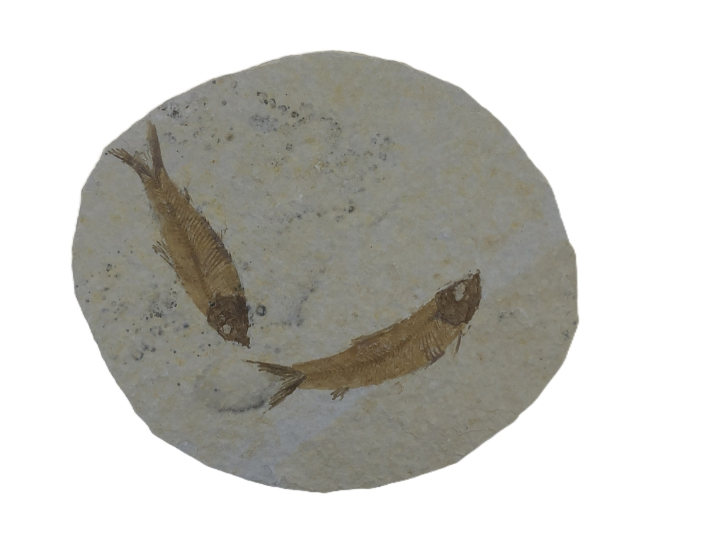 2 Knightia eoceana.