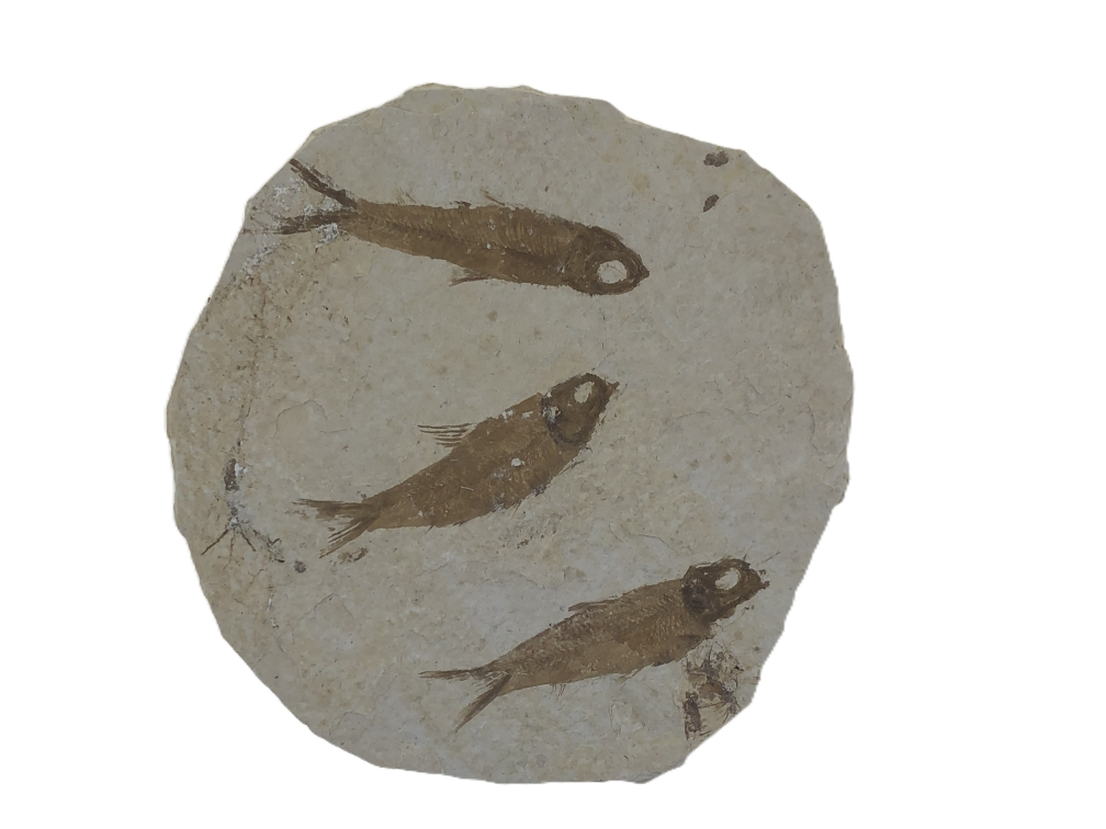 3 Knightia eoceana.