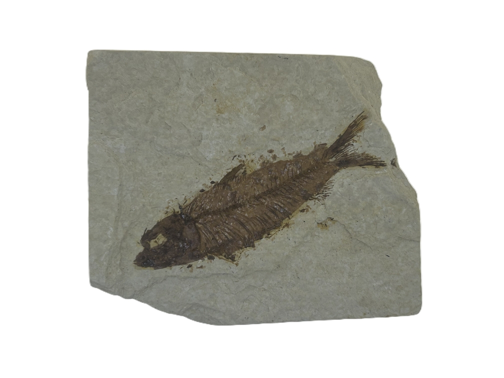 Knightia eoceana.