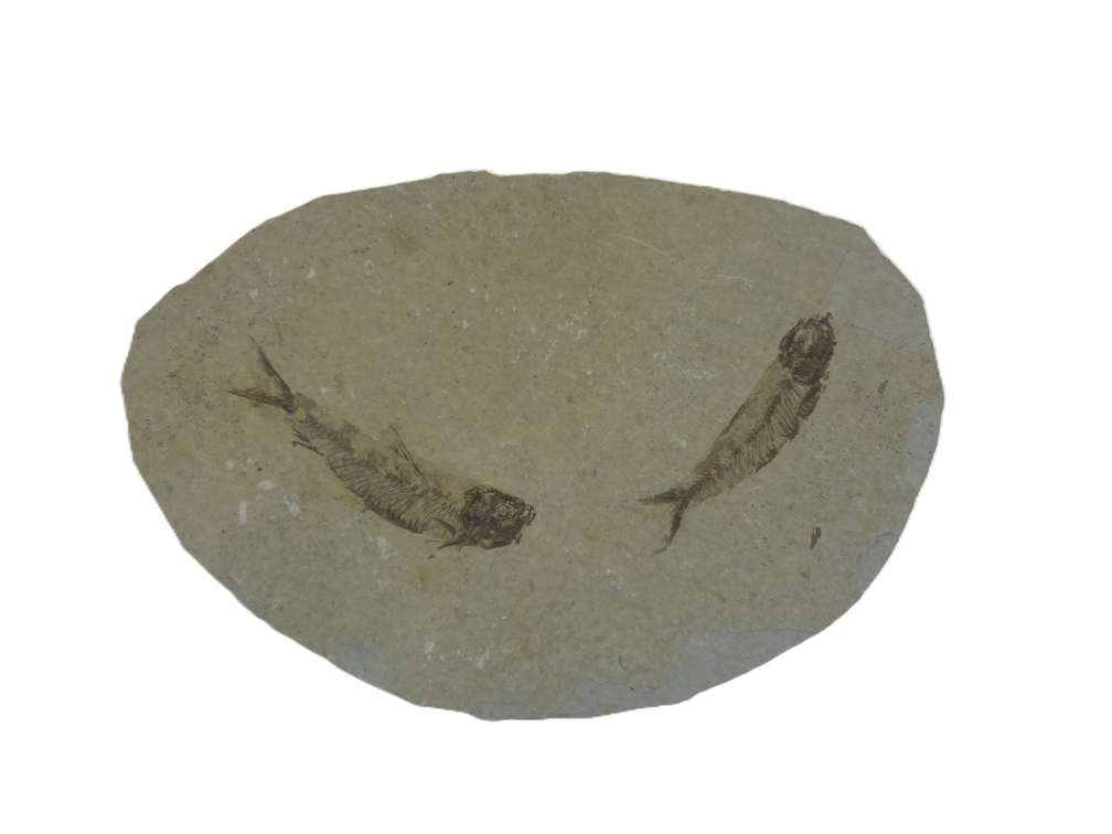 2 Knightia eoceana.