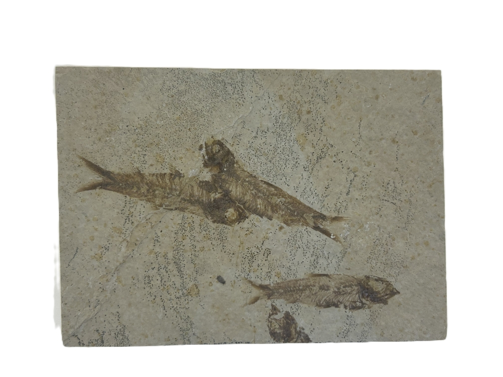 Knightia eoceana.