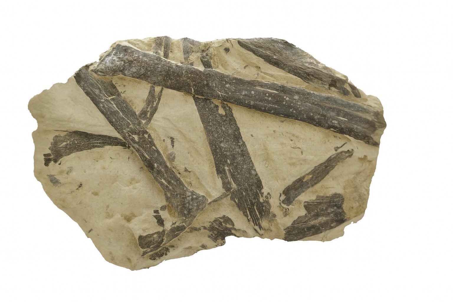 Xiphactinus audax