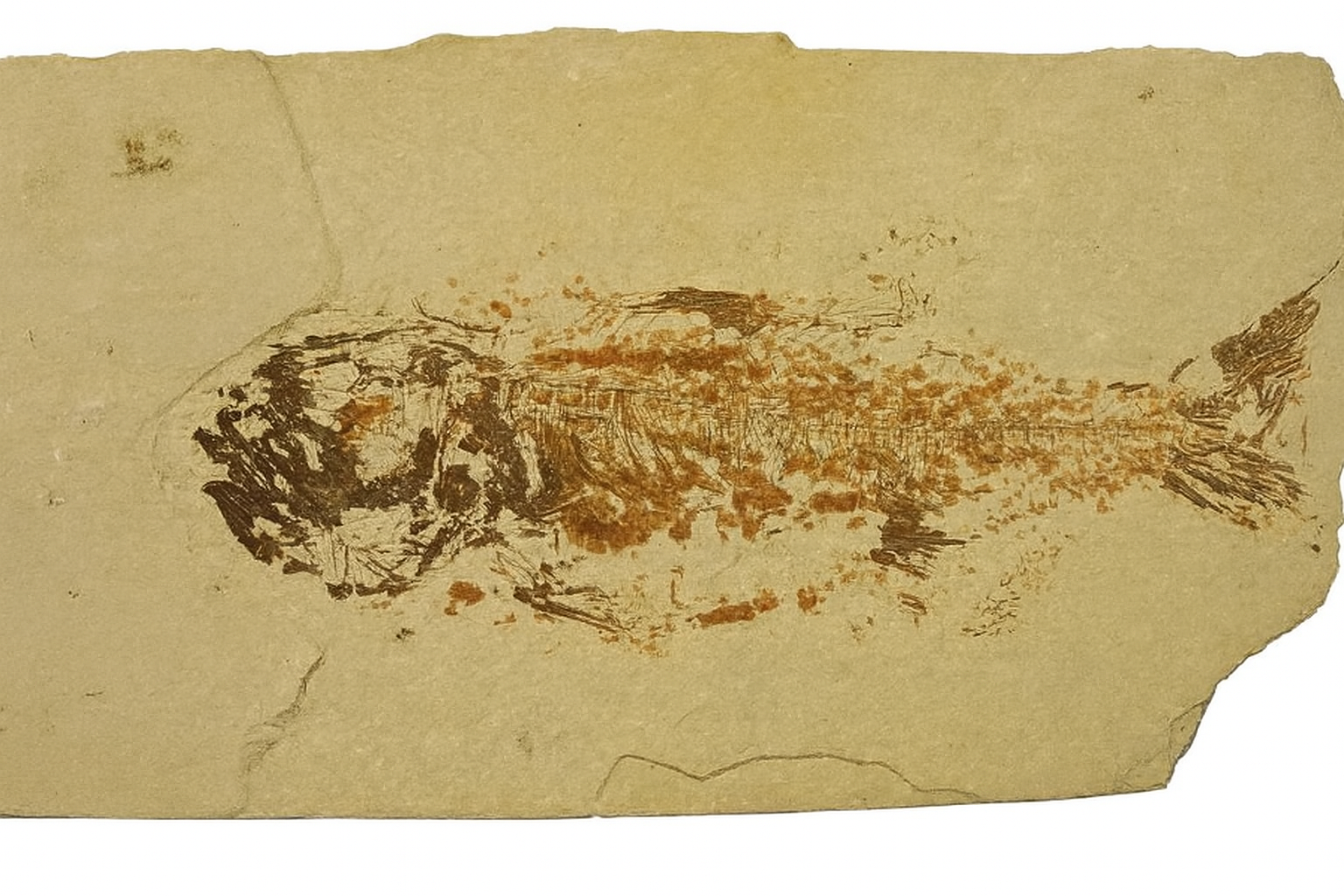 Priscacara Hypsacantha.