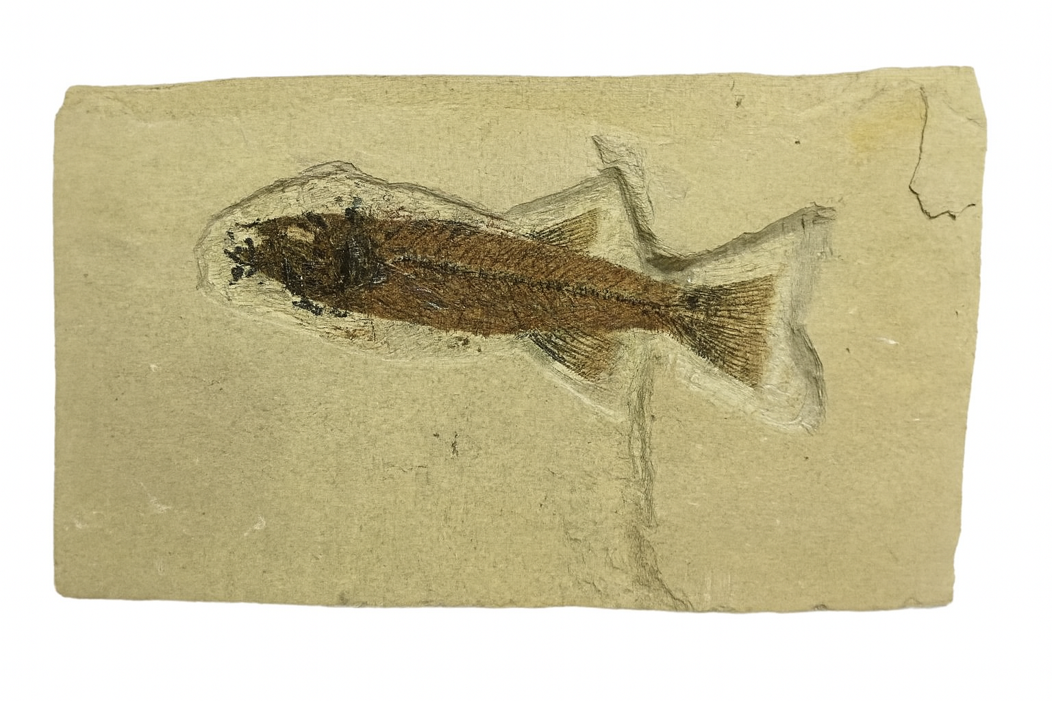 Mioplosus.