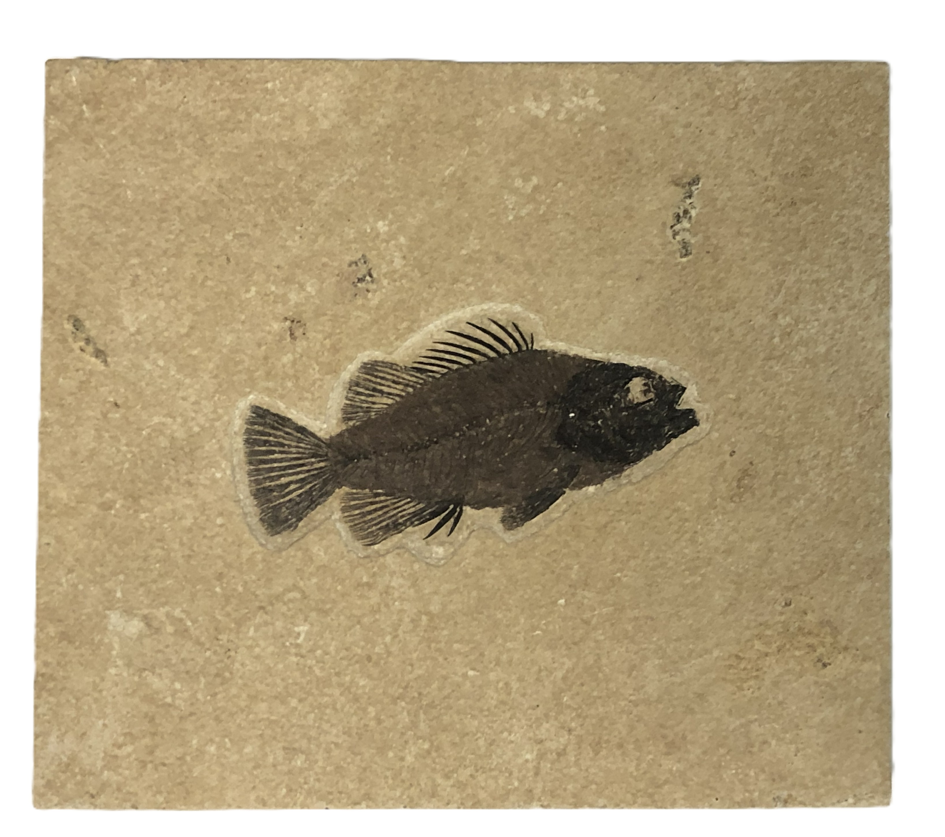 Cockerellites Liops.