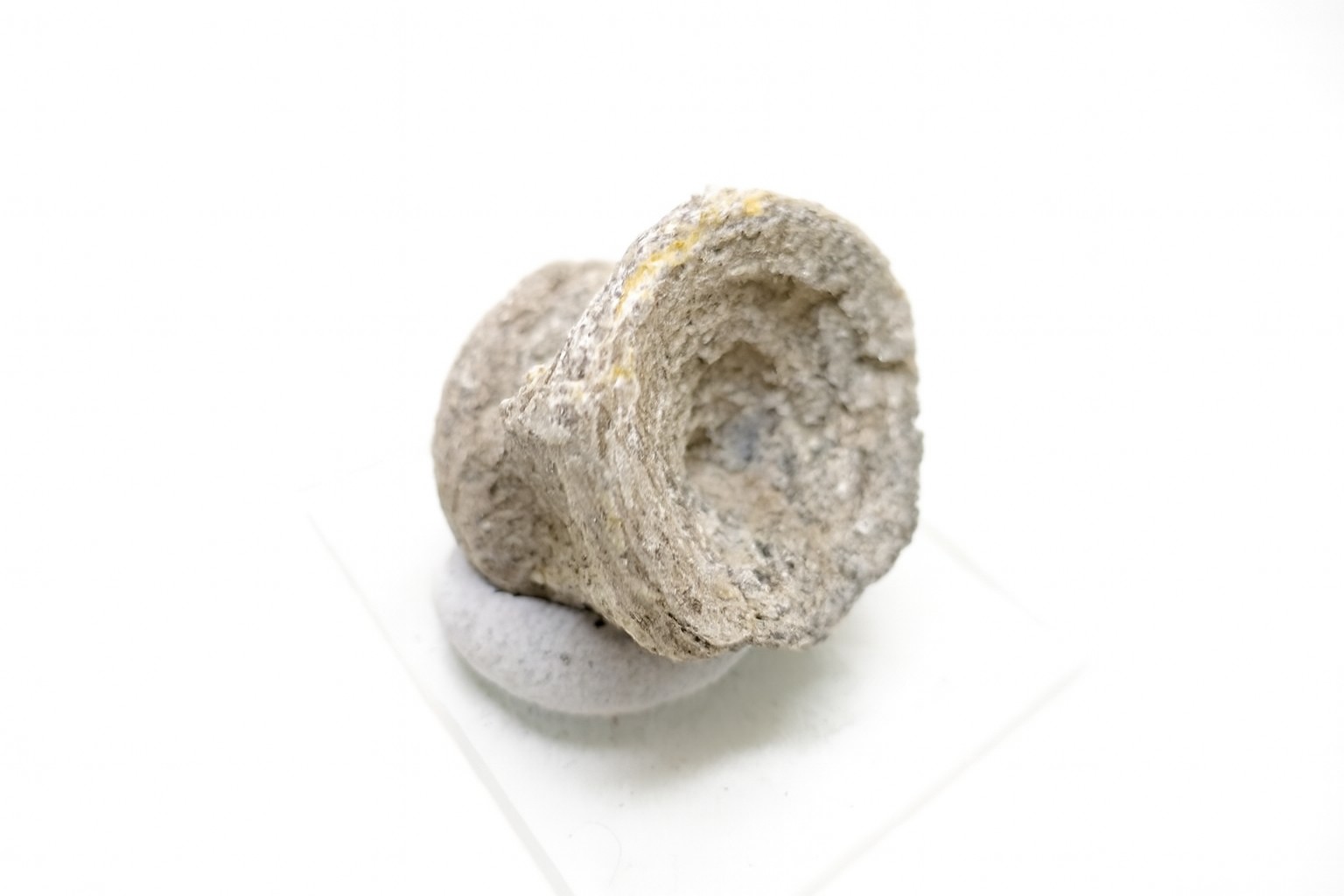 Fish Vertebrae.