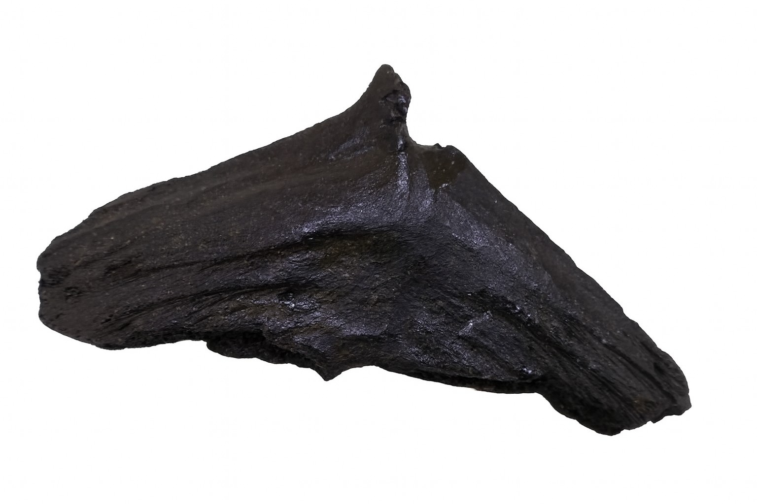 Unidentified vertebrae