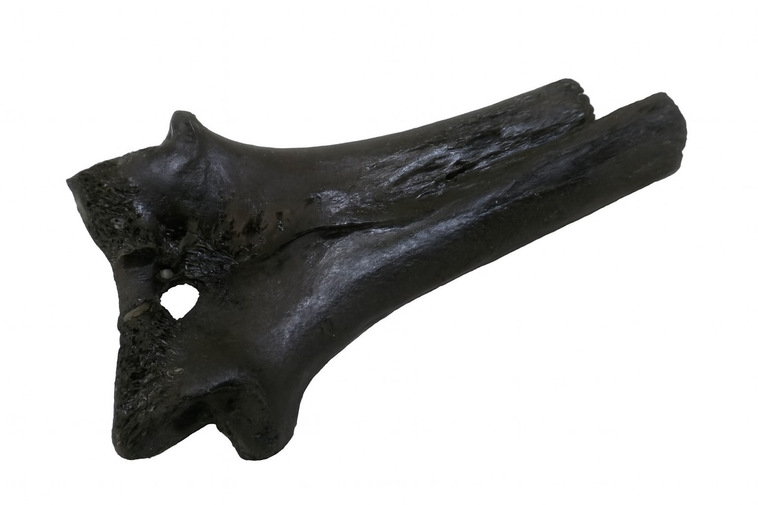 Unidentified vertebrae